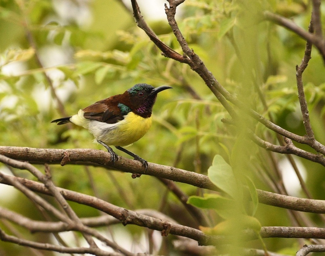 Purple-rumped Sunbird - ML632239369