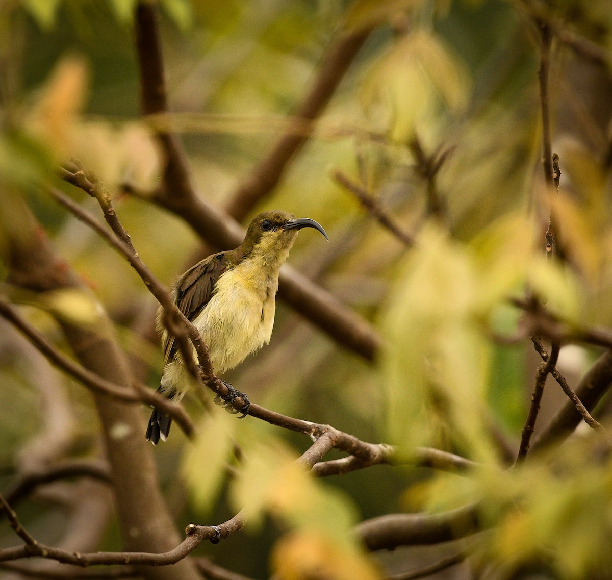 Loten's Sunbird - ML632239385