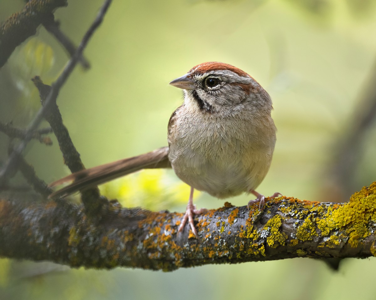 Rufous-crowned Sparrow - ML632239395