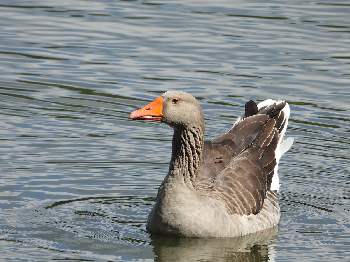 Graylag Goose (Domestic type) - ML632239397