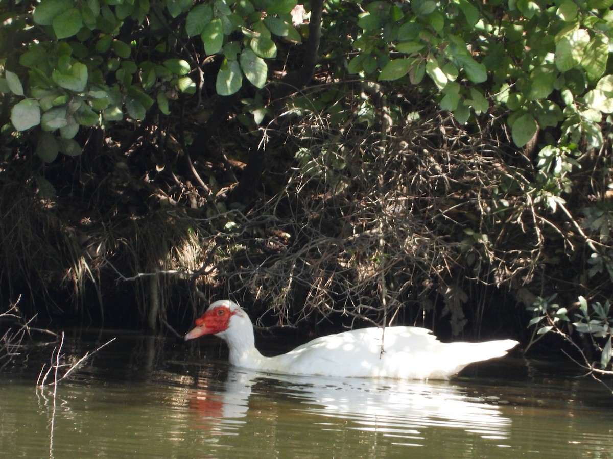 Muscovy Duck (Domestic type) - ML632239418