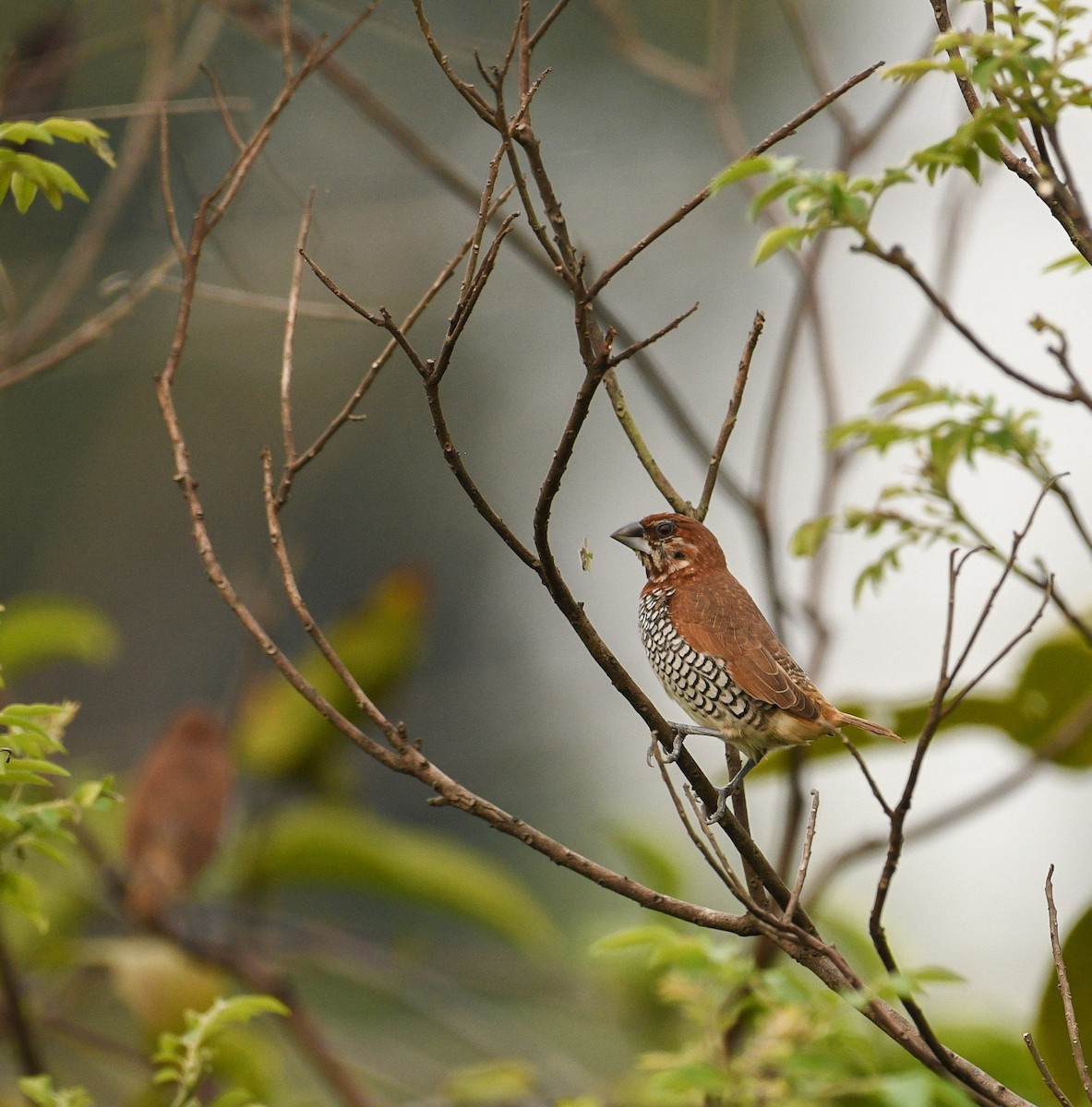 Scaly-breasted Munia - ML632239423