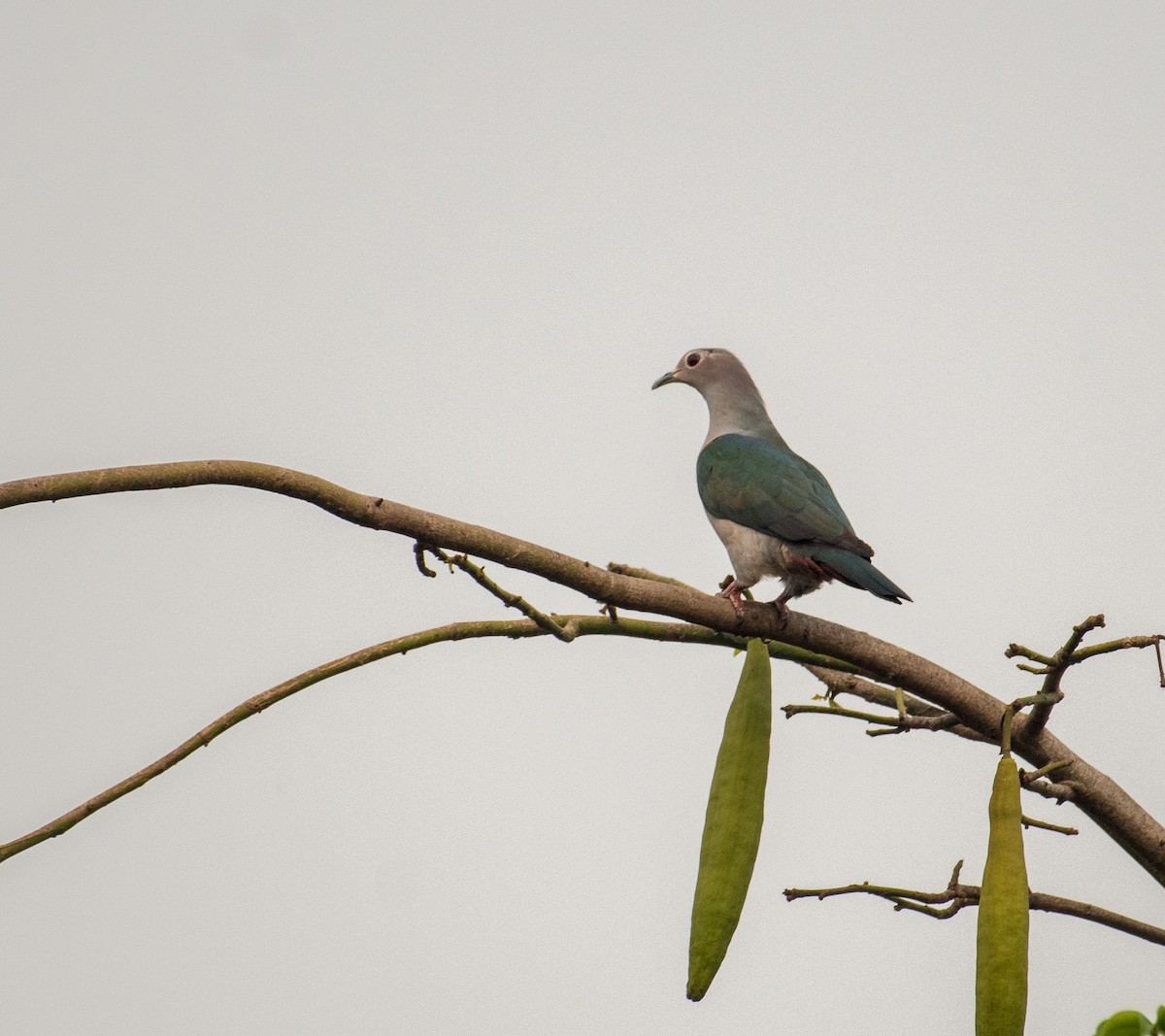 Green Imperial-Pigeon - ML632239449