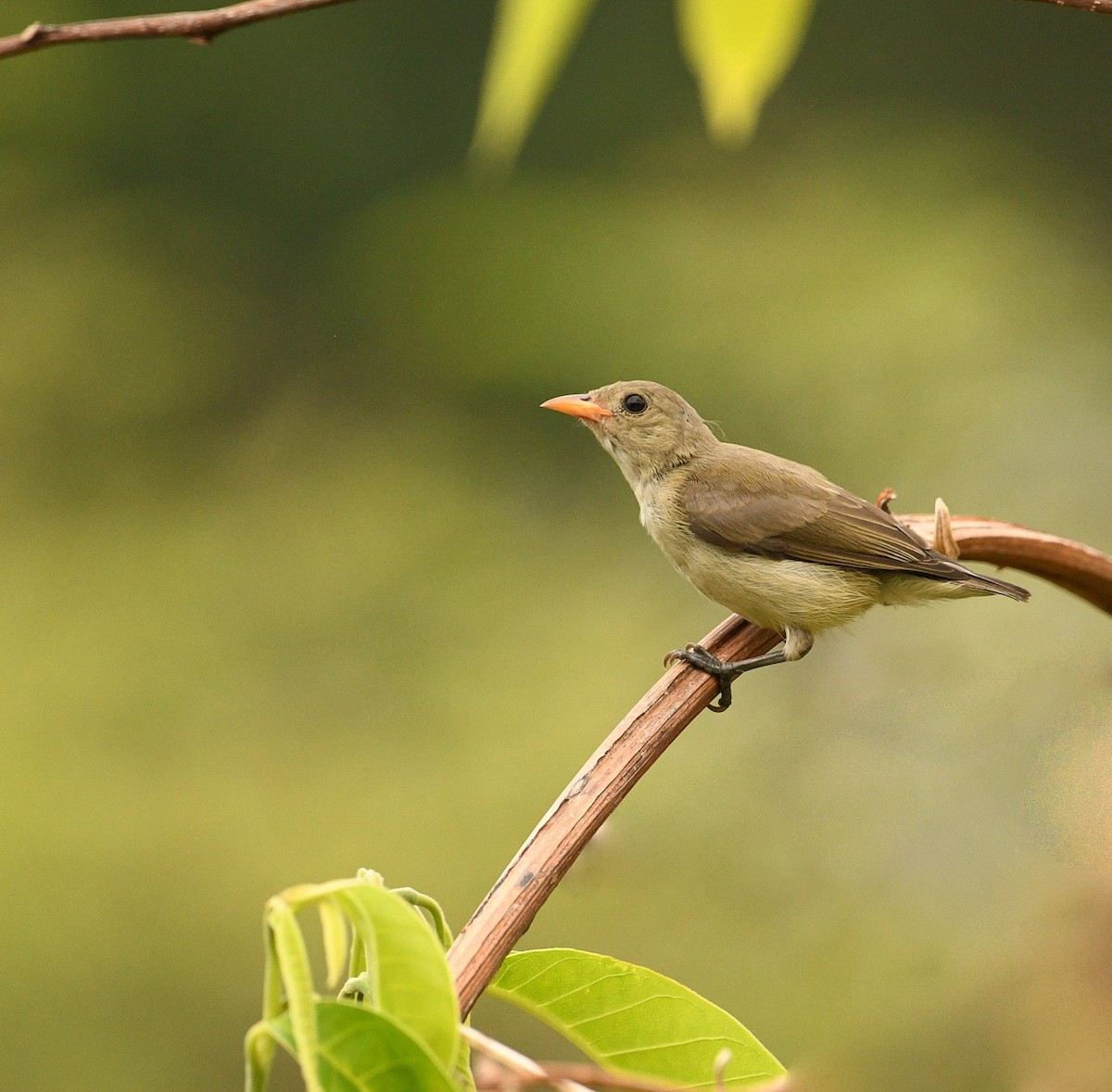 Pale-billed Flowerpecker - ML632239460