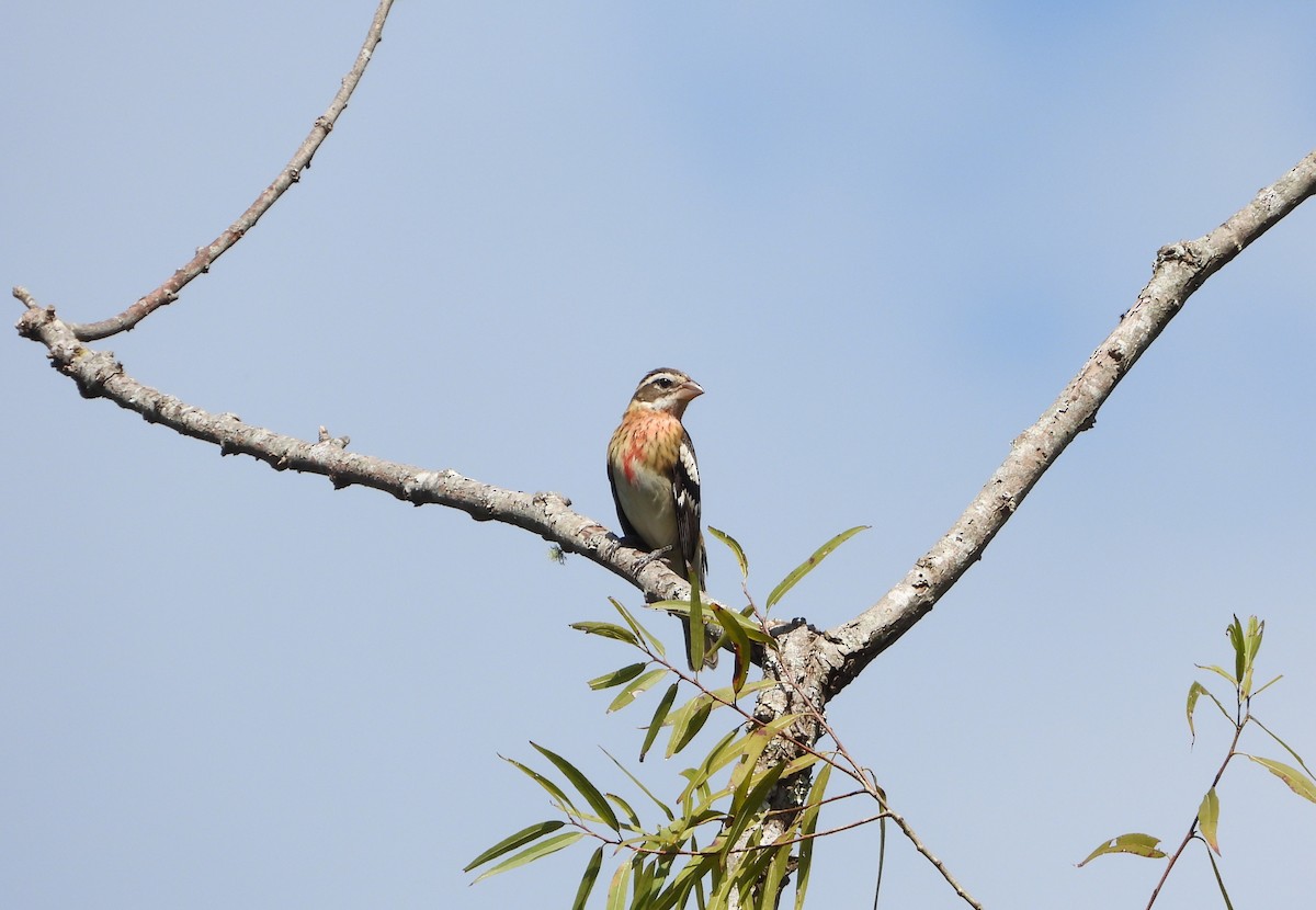 Rose-breasted Grosbeak - ML632239463