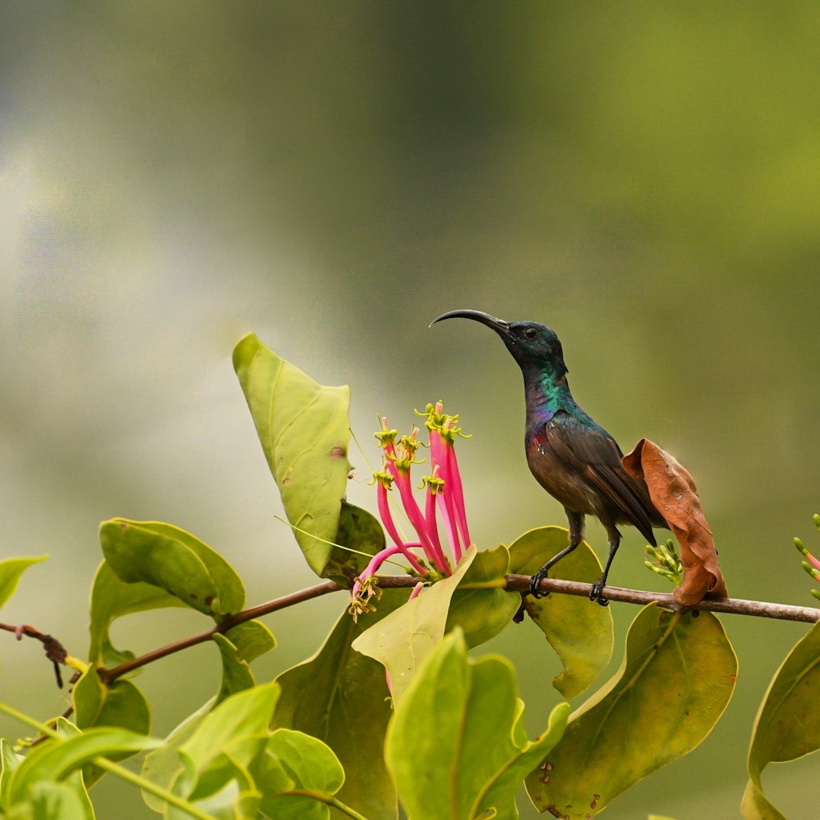 Loten's Sunbird - ML632239464