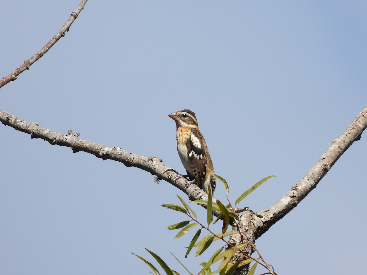Rose-breasted Grosbeak - ML632239484