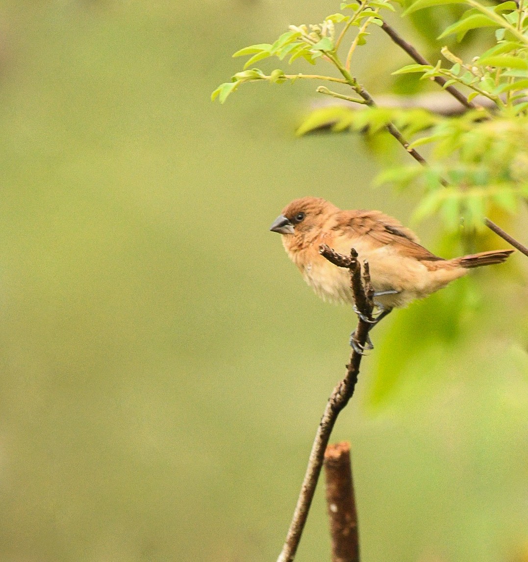Scaly-breasted Munia - ML632239490