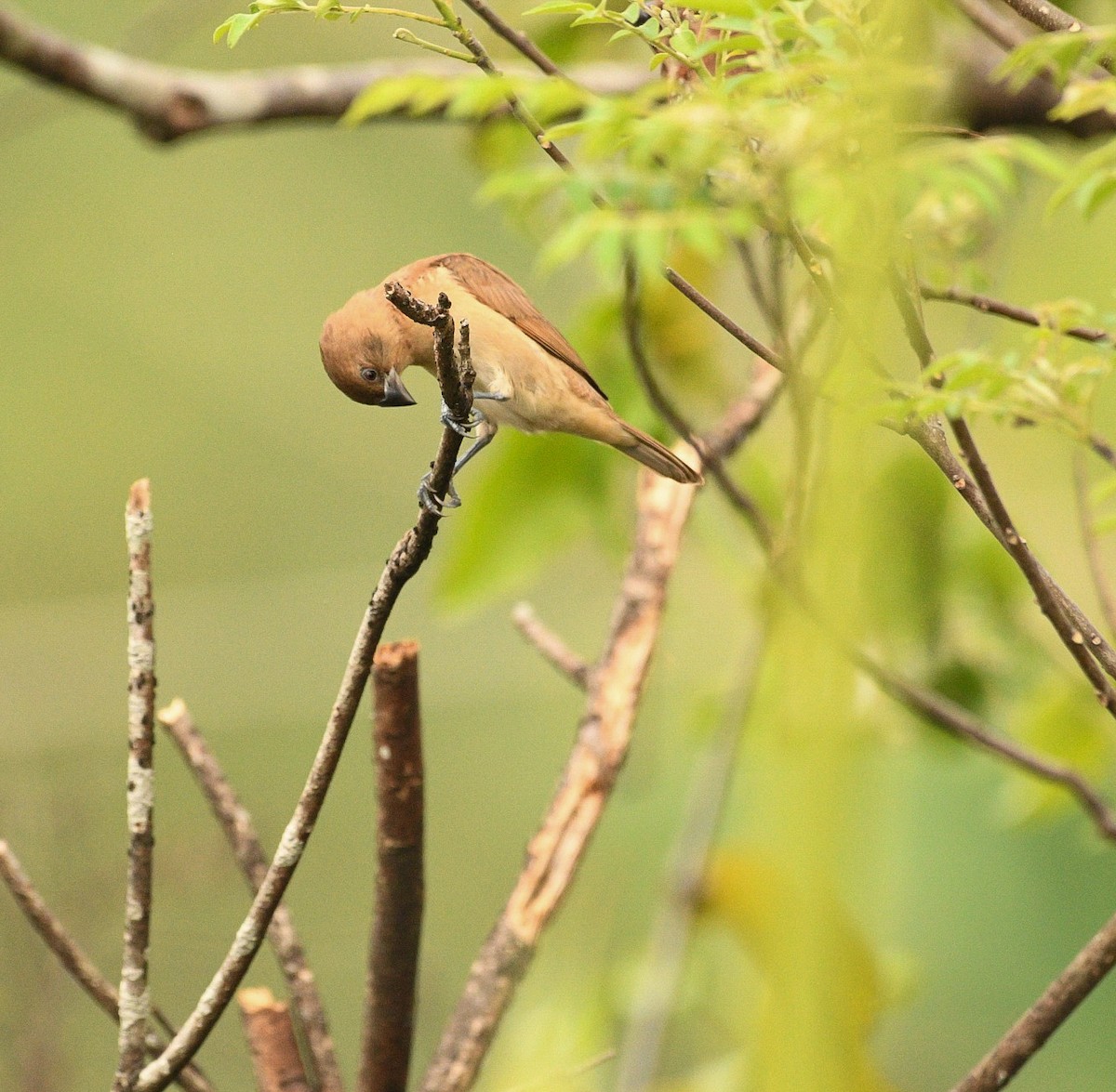 Scaly-breasted Munia - ML632239504