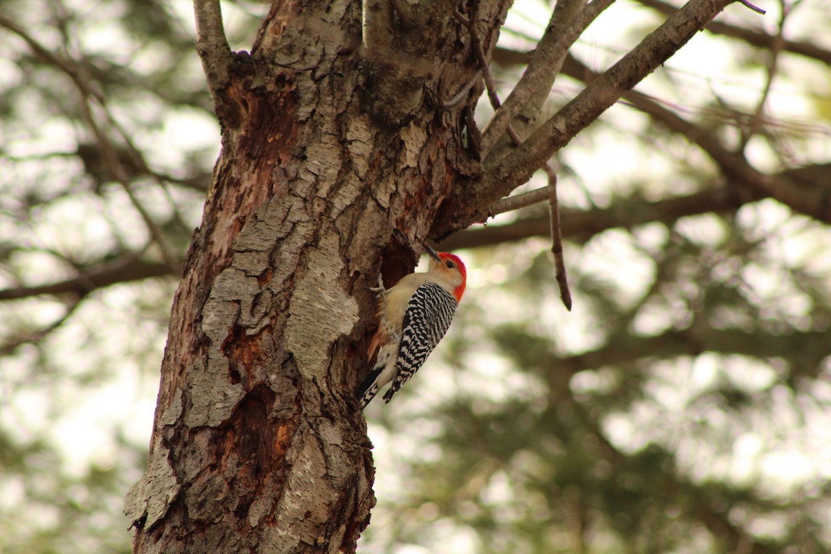 Red-bellied Woodpecker - ML632239532