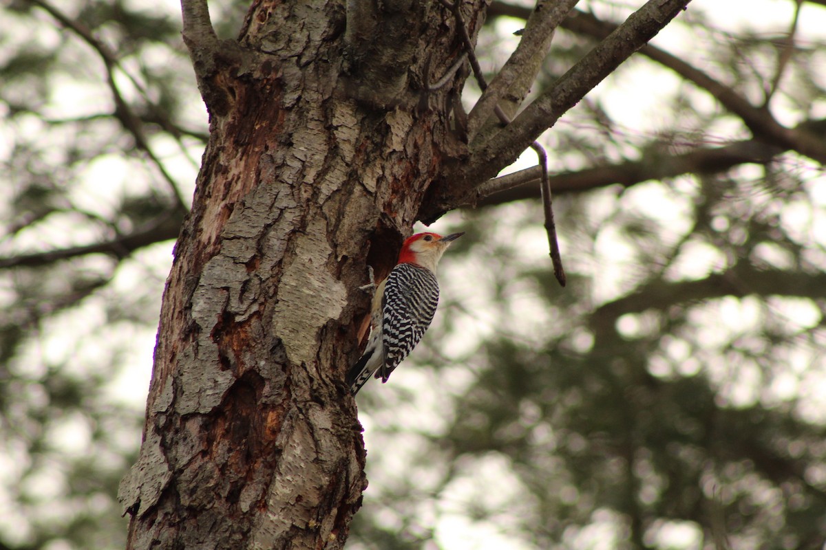 Red-bellied Woodpecker - ML632239543