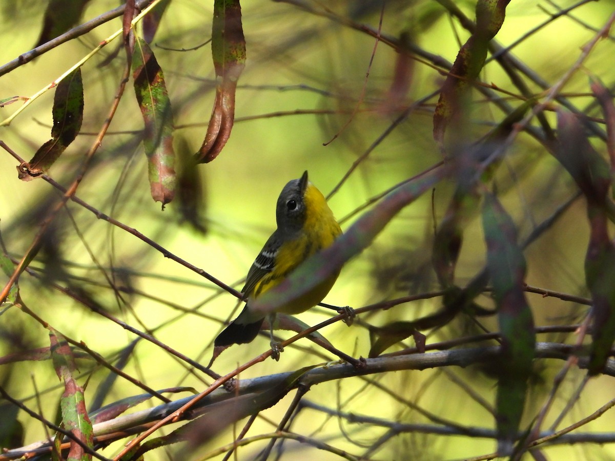 Magnolia Warbler - ML632239622