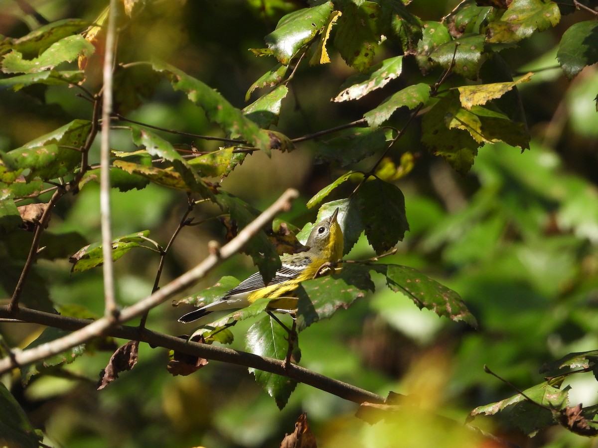 Magnolia Warbler - ML632239632