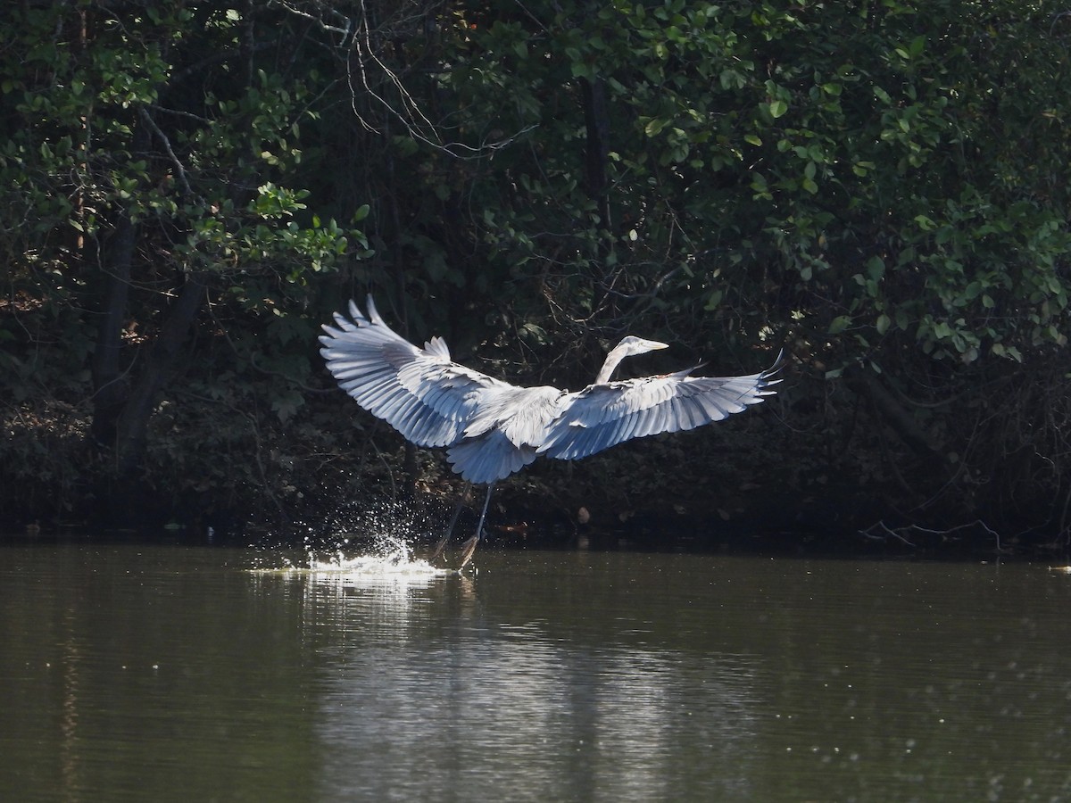 Great Blue Heron - ML632239667