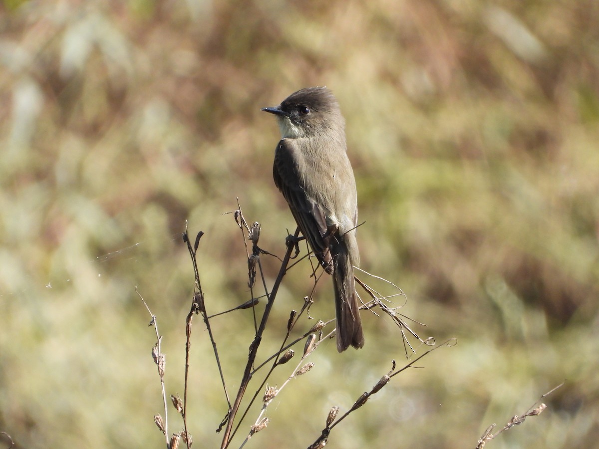 Eastern Phoebe - ML632239688