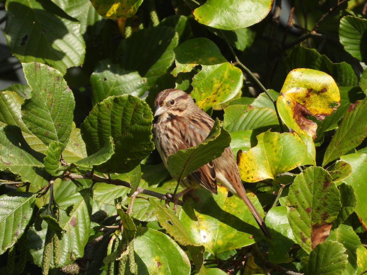 Song Sparrow - ML632239835