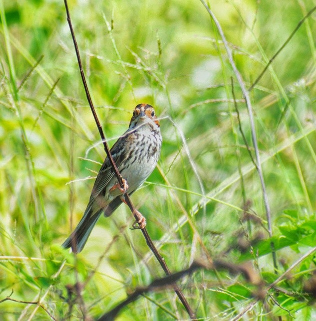 Zwergammer - ML632239884