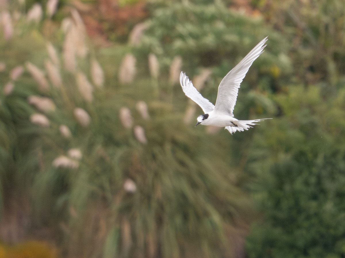 White-fronted Tern - ML632239895