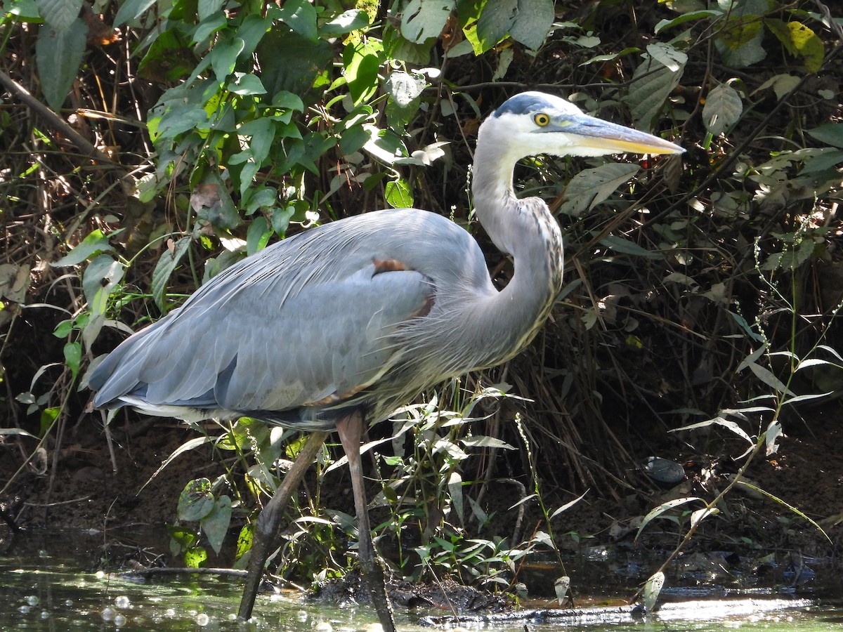Great Blue Heron - ML632239935