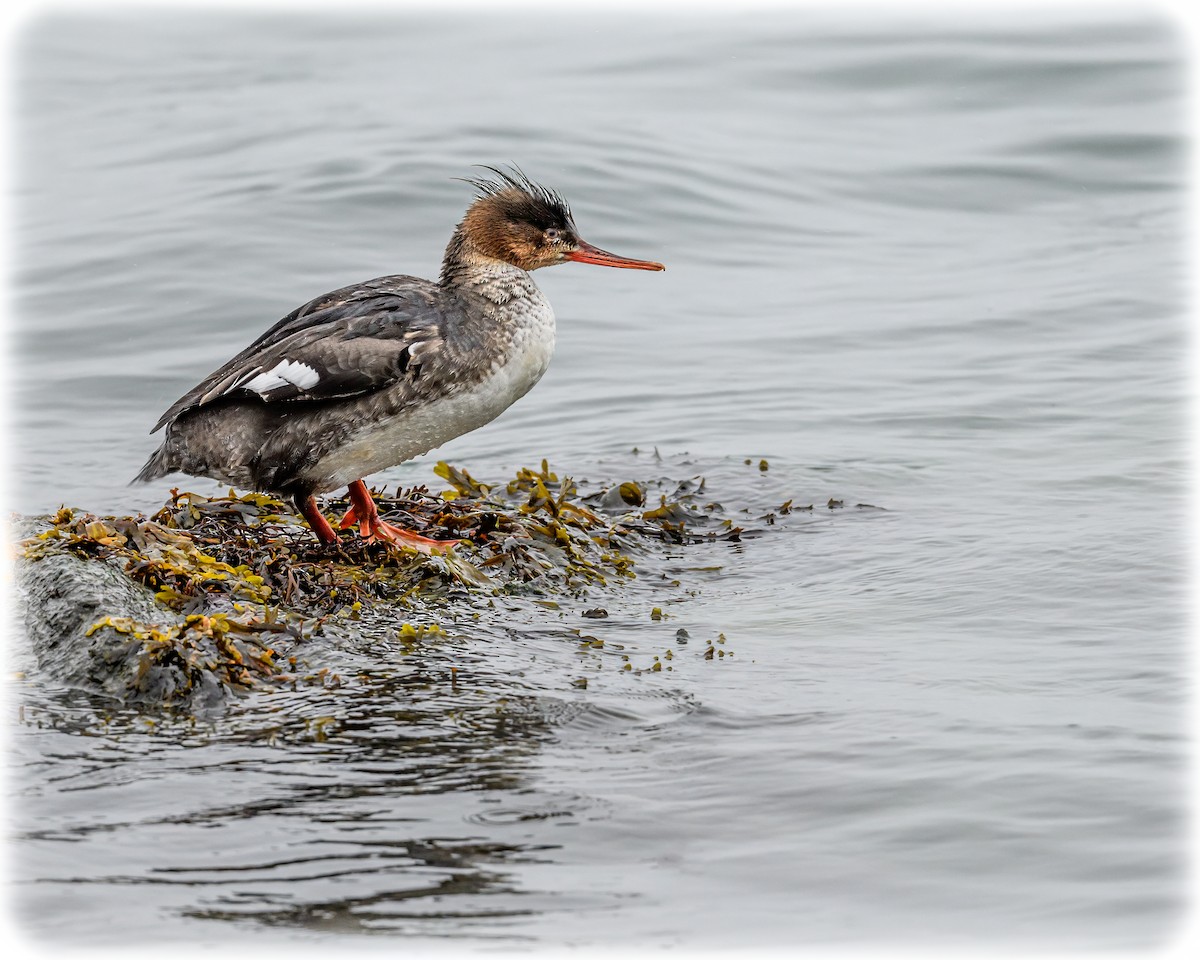 Red-breasted Merganser - ML632239962
