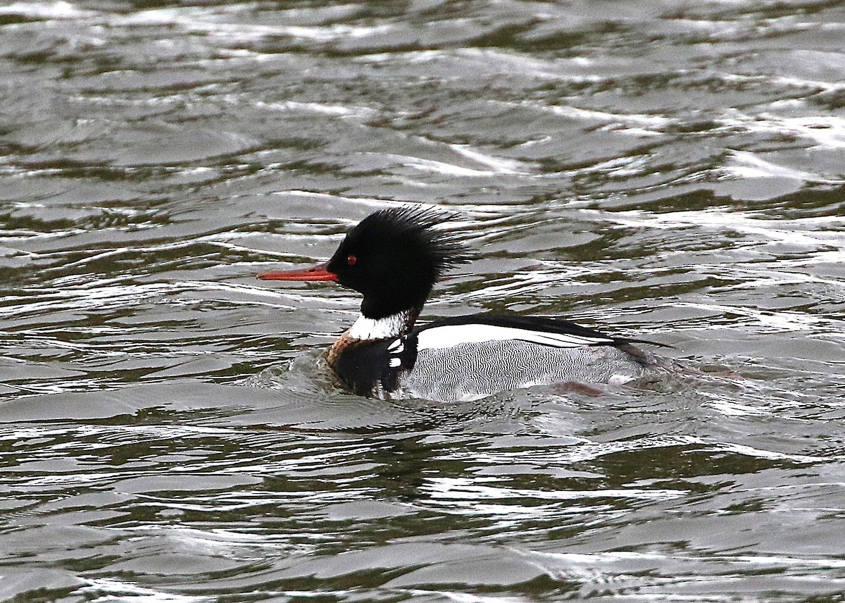 Red-breasted Merganser - ML632239974