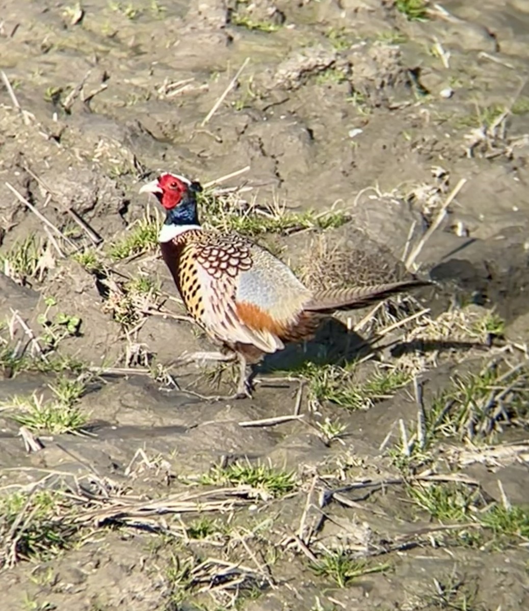 Ring-necked Pheasant - ML632240024