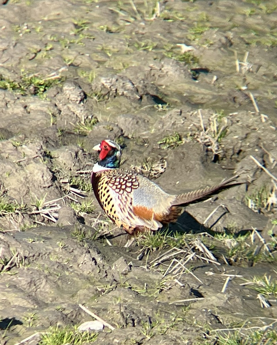 Ring-necked Pheasant - ML632240025