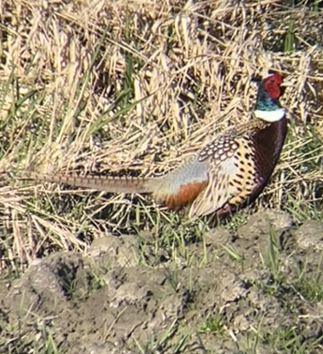 Ring-necked Pheasant - ML632240026