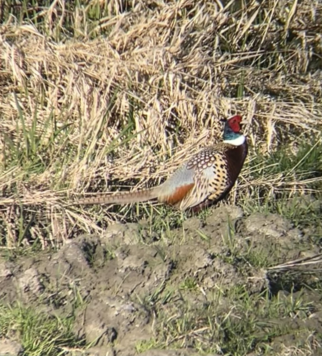 Ring-necked Pheasant - ML632240027