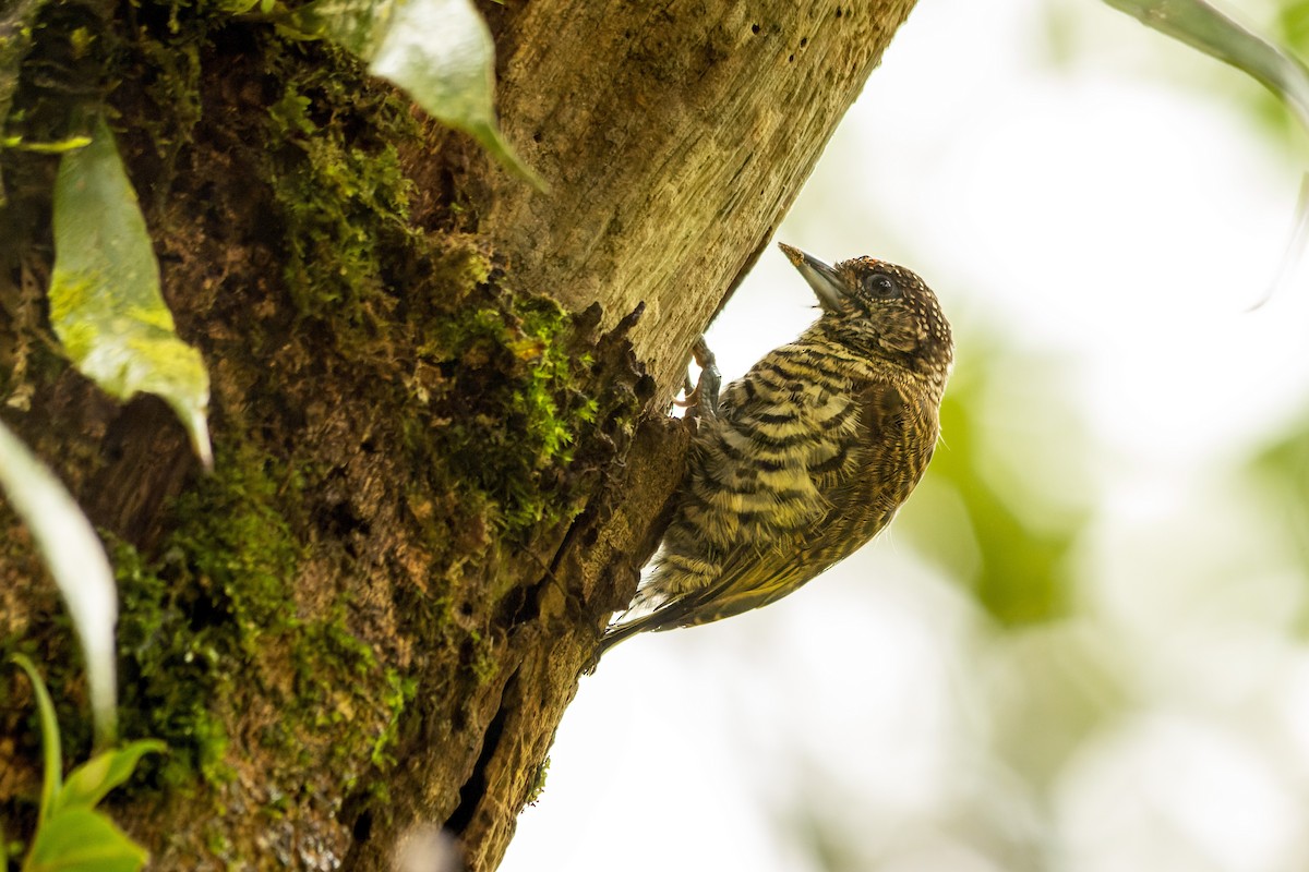 Lafresnaye's Piculet - ML632240062