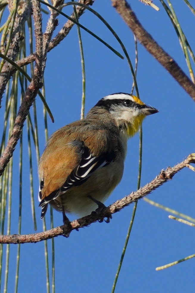 Striated Pardalote - ML632240363