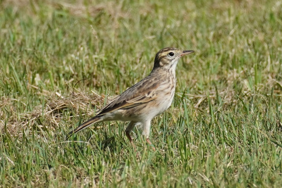 Australian Pipit - ML632240450