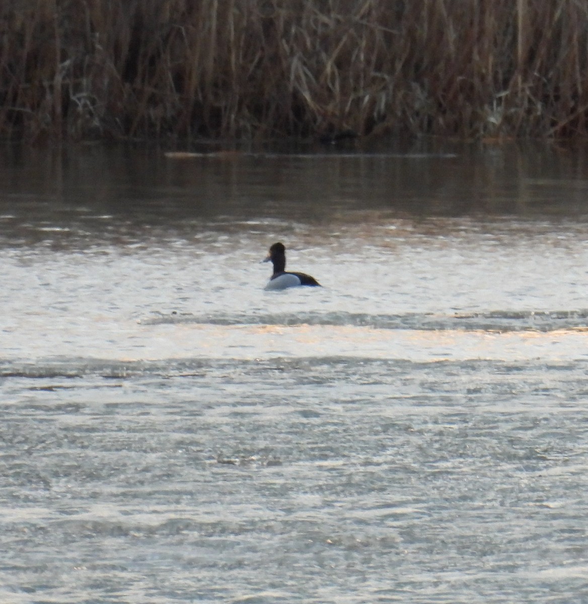 Ring-necked Duck - ML632240454