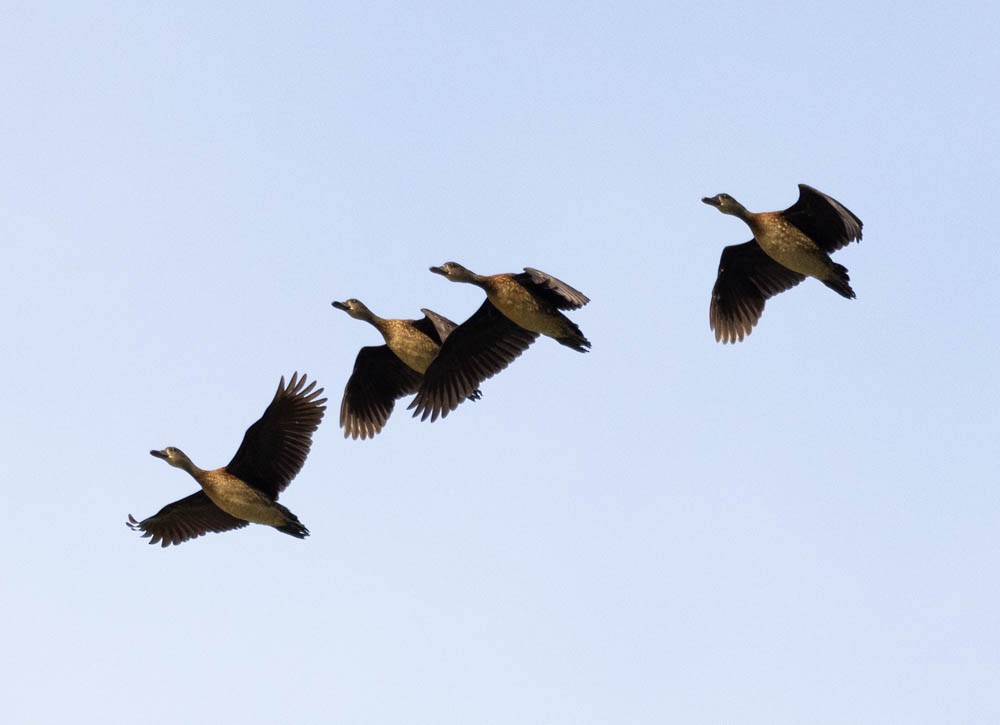 Spotted Whistling-Duck - ML632240522