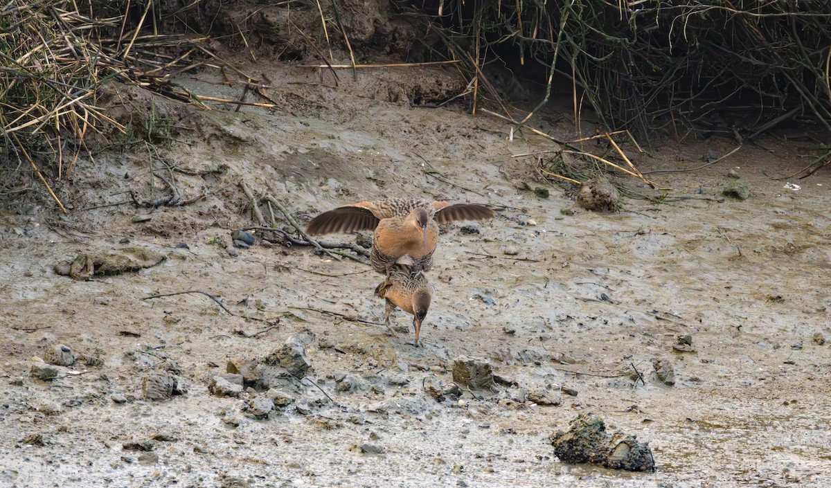 Ridgway's Rail - ML632240583