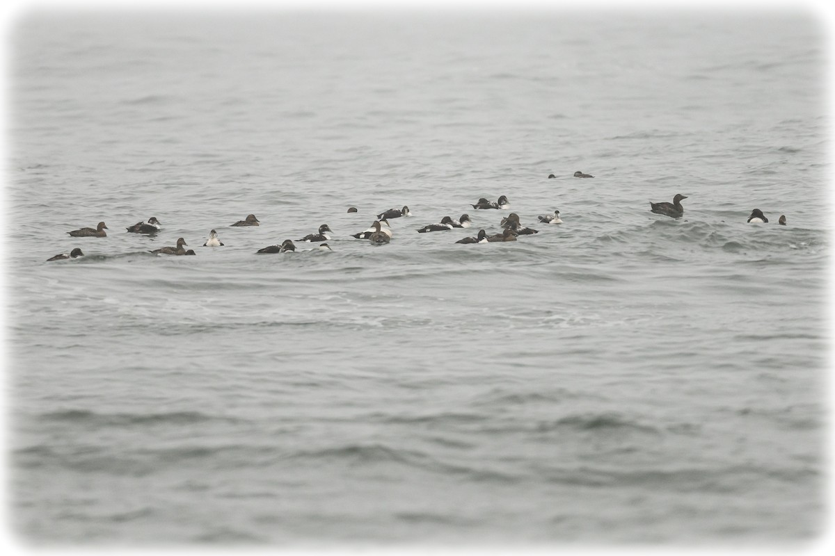 Common Eider - ML632240596