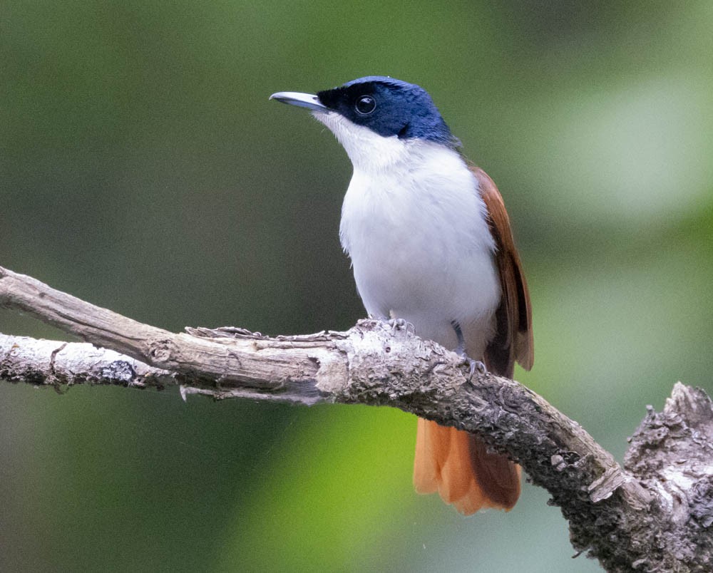 Shining Flycatcher - ML632240909
