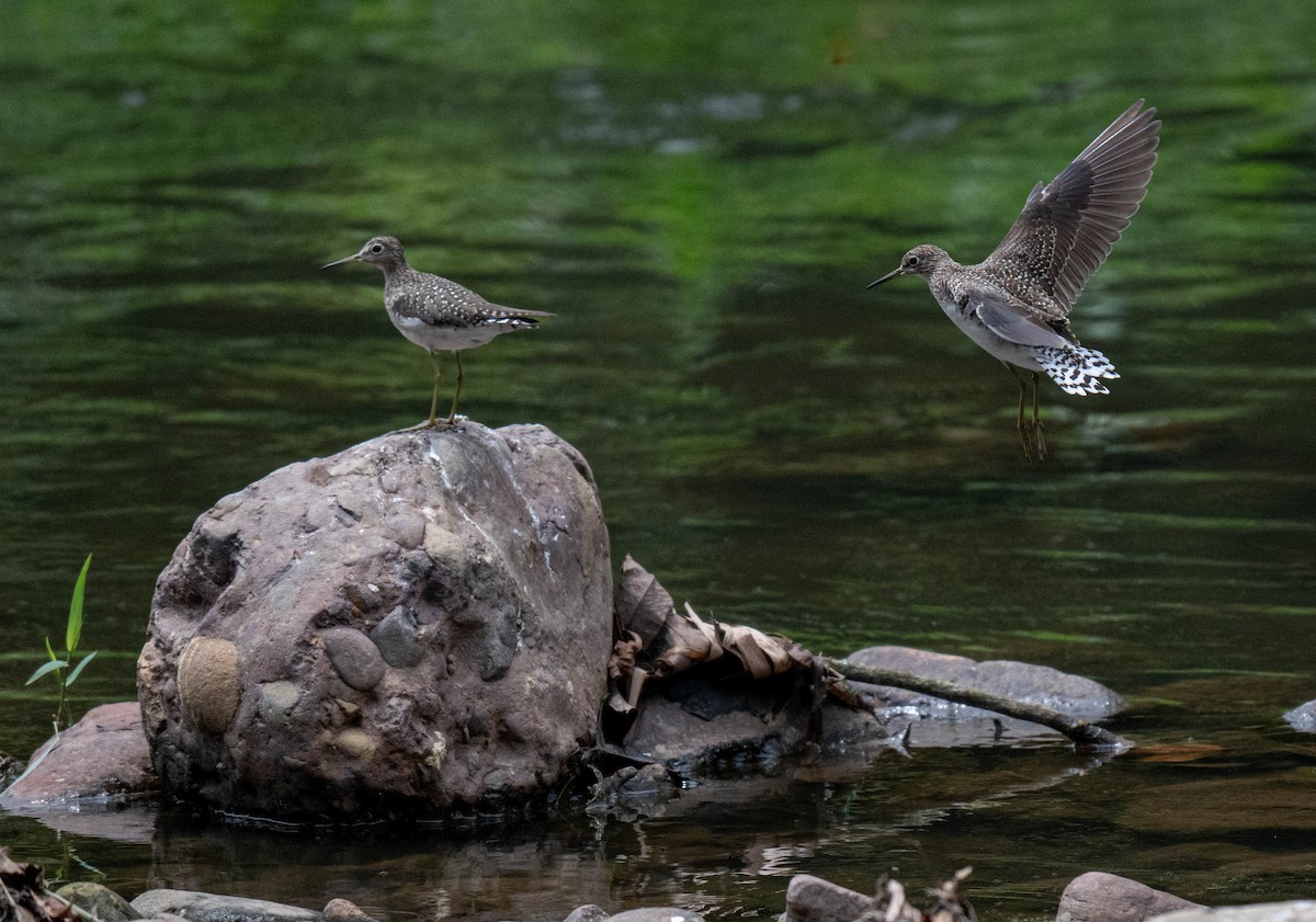 Einsiedelwasserläufer - ML632240914
