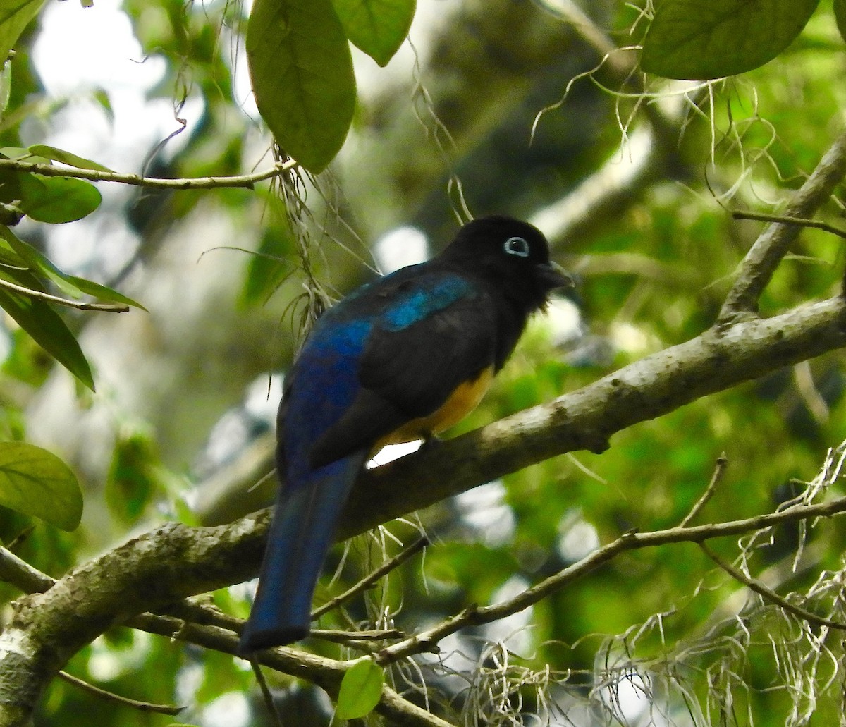 Kara Başlı Trogon - ML632240926