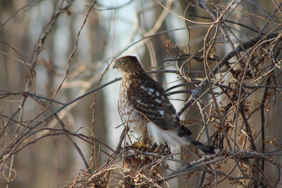 Cooper's Hawk - ML632241260
