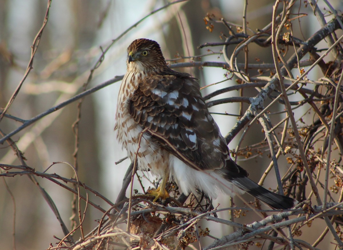 Cooper's Hawk - ML632241262