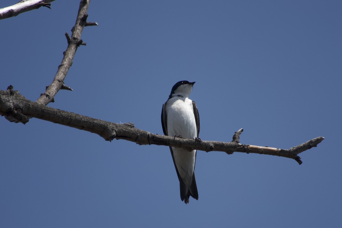 Tree Swallow - ML632241272