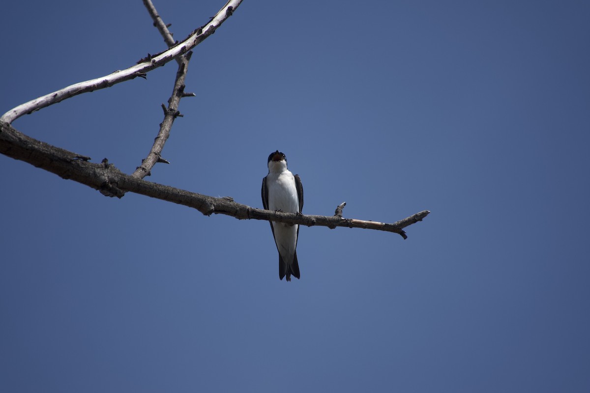 Tree Swallow - ML632241319