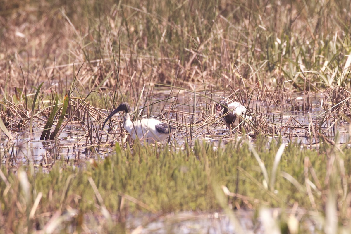 Ibis Moluqueño - ML632241337