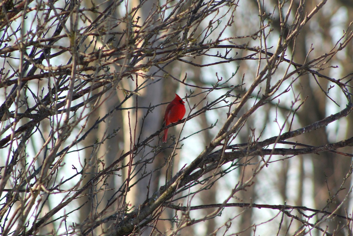 Northern Cardinal - ML632241363