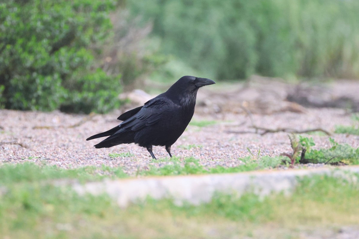 Common Raven - ML632241372