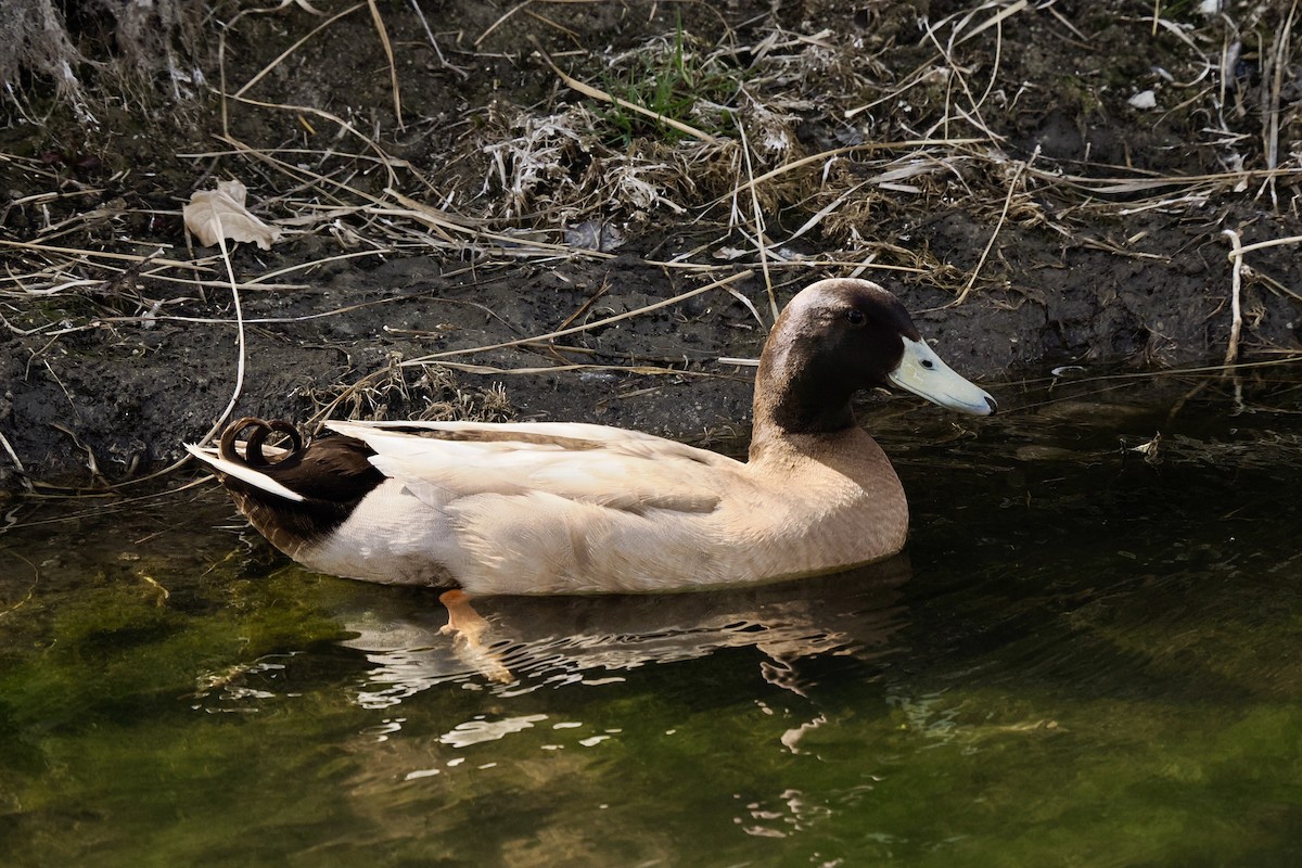 duck sp. - ML632241404