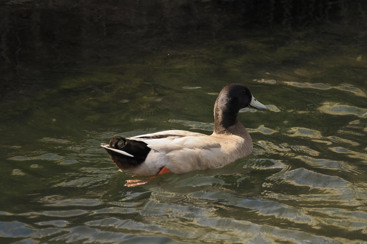 duck sp. - ML632241405