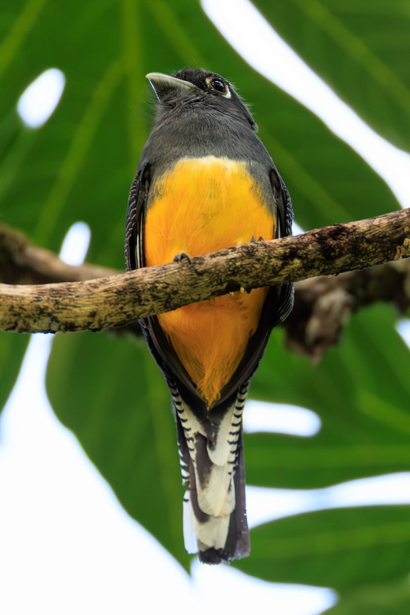 Guianan Trogon - ML632241451