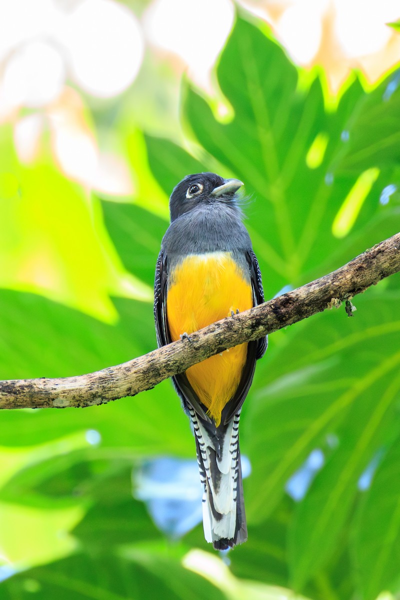 Guianan Trogon - ML632241452